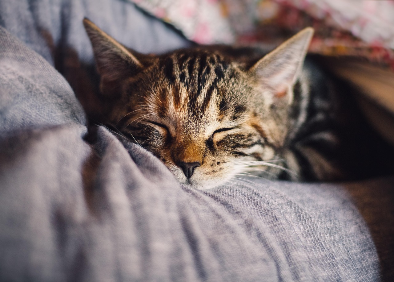découvrez l'importance du sommeil pour votre santé et votre bien-être. conseils et astuces pour améliorer la qualité de votre sommeil.