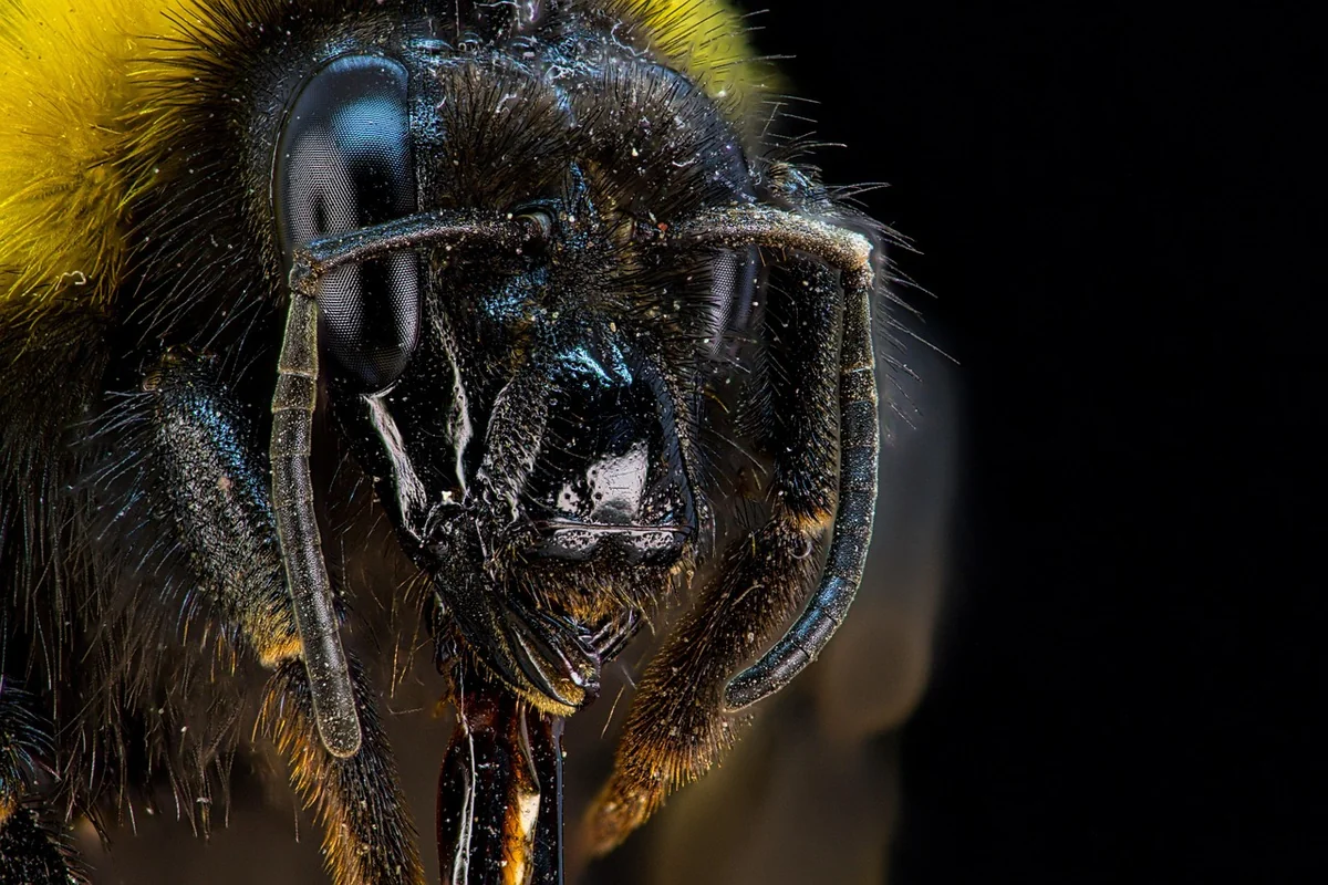 Bourdon vs abeille : ne pas confondre les significations