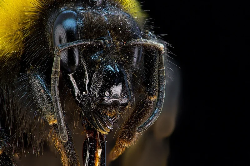 Bourdon vs abeille : ne pas confondre les significations