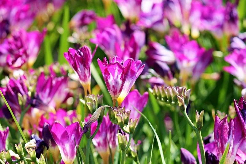 Est-ce que les freesias sont vivaces ?