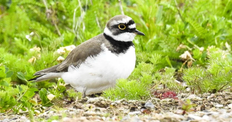 Gravelot, bécasseau ou pluvier : comment ne plus jamais les confondre