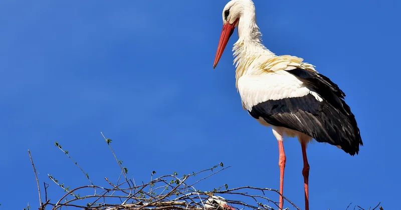 Un nid à même le sable : la stratégie risquée du gravelot