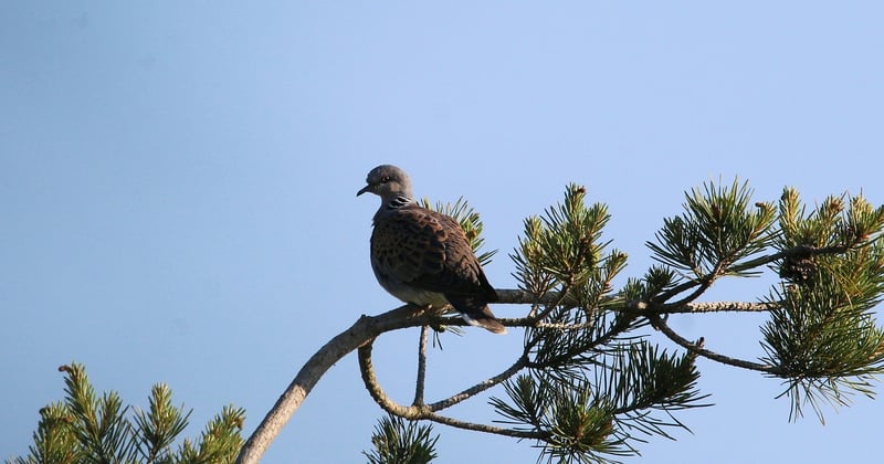 Tourterelle des bois : chant, habitat et secrets de cet oiseau discret
