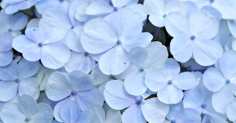 La couleur des fleurs est un indicateur du sol (et un révélateur d'erreurs)