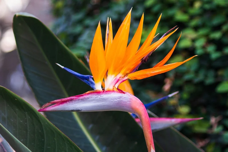 Quand l’oiseau du paradis fleurit-il ?