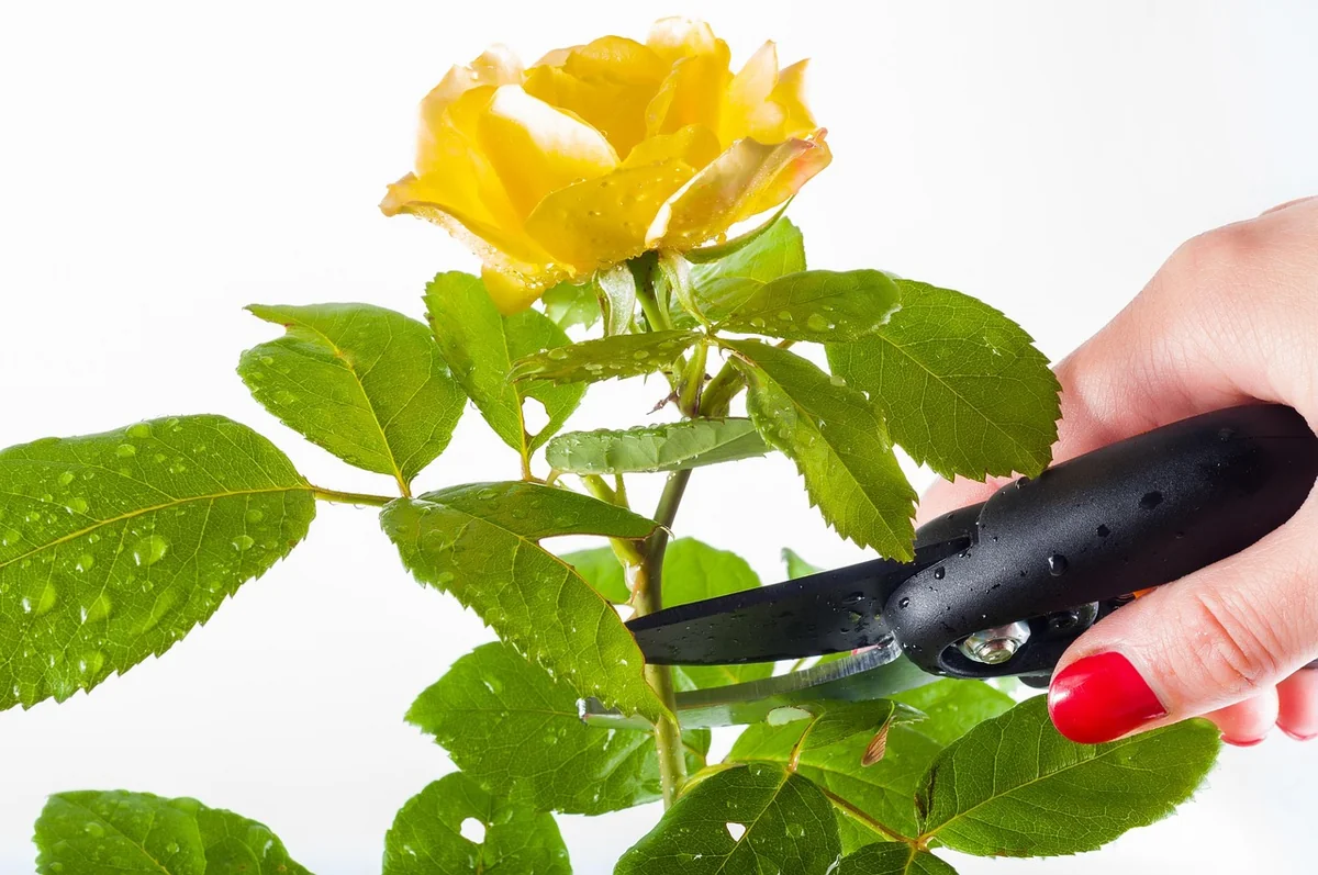 Taille : la seule chose qui décide de votre floraison