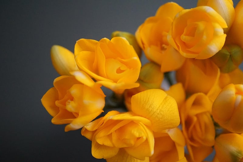Freesia : tout savoir sur cette fleur tendance en 2026