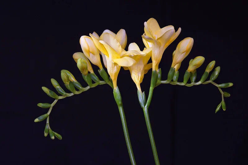 Quand et comment planter des freesias ?