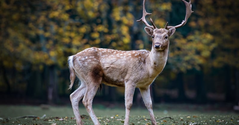 Photographie animalière : 7 secrets pour capturer la vie sauvage