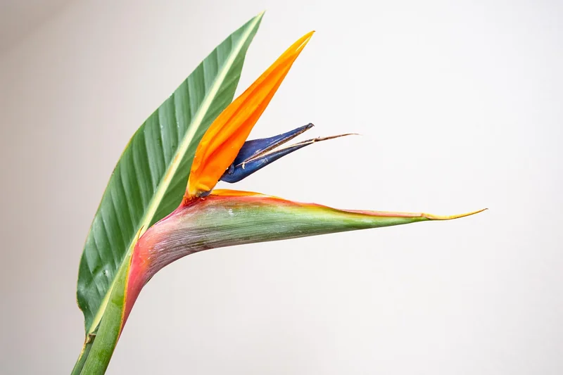 Où placer l’oiseau du paradis ?