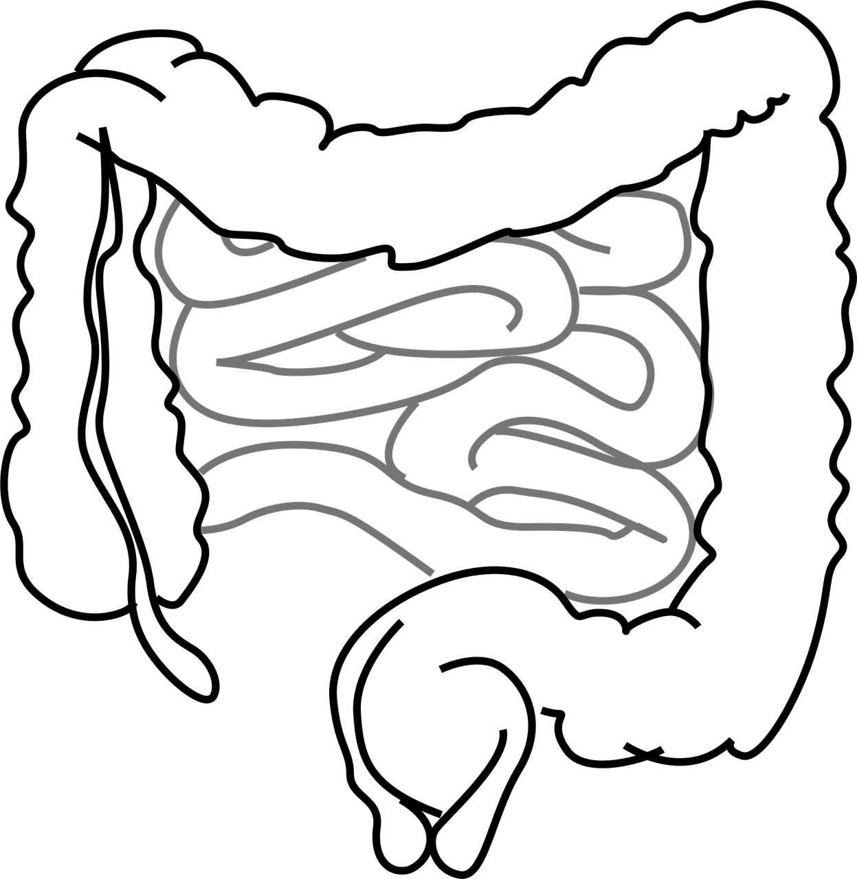 Quels sont les meilleurs aliments pour la santé intestinale ?