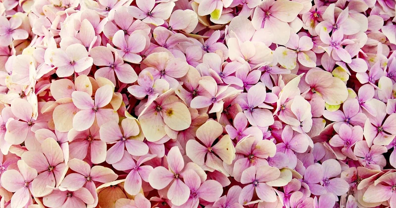 Comprendre le cycle de floraison avant de toucher au sécateur