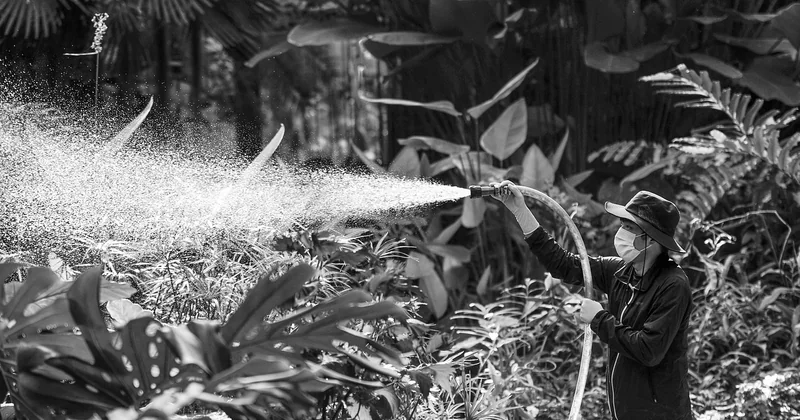 L’arrosage idéal de l’anthurium rouge