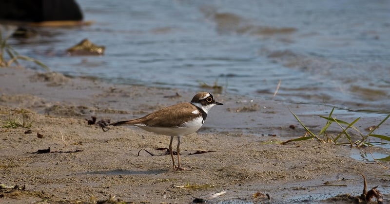 Gravelot : tout savoir sur cet oiseau discret des bords de mer