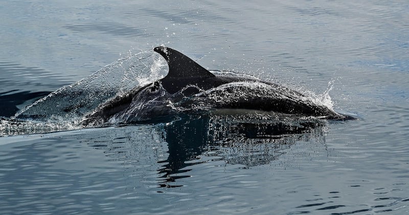 Dauphin en Bretagne : où et quand l’observer dans son habitat naturel