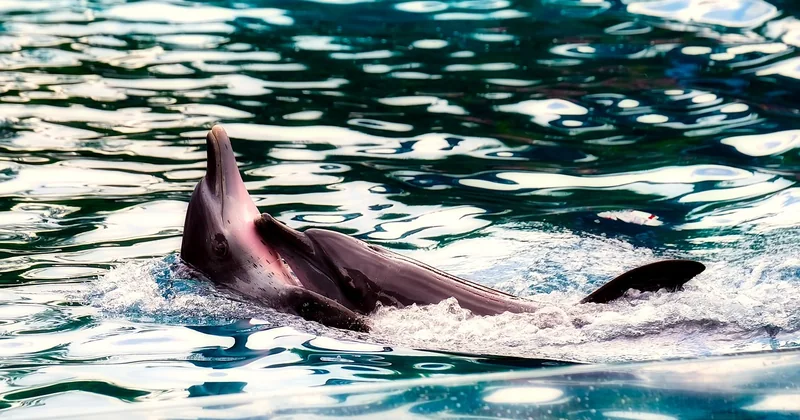 Le marsouin, ce cousin que vous confondez avec un dauphin