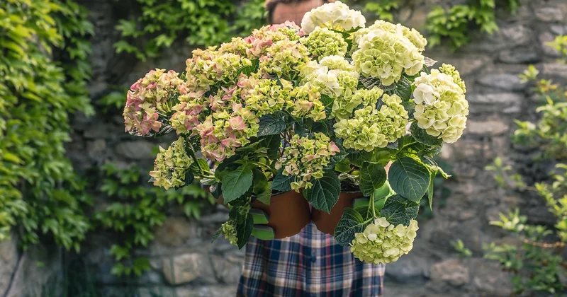 Quelle terre pour un hortensia ? Les erreurs de plantation qui se paient cher