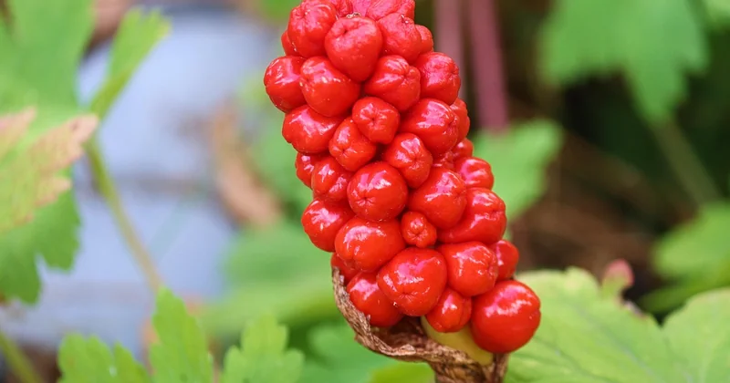 La toxicité de l’anthurium : ce qu’il faut savoir pour les animaux