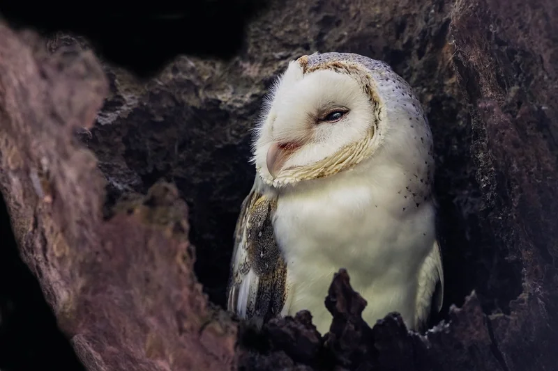Pourquoi son habitat disparaît ?