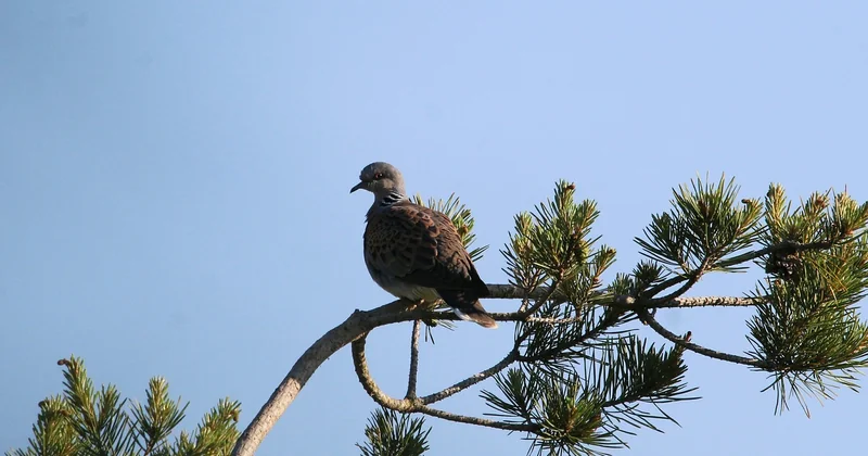 Pourquoi la tourterelle des bois disparaît-elle de nos campagnes ?