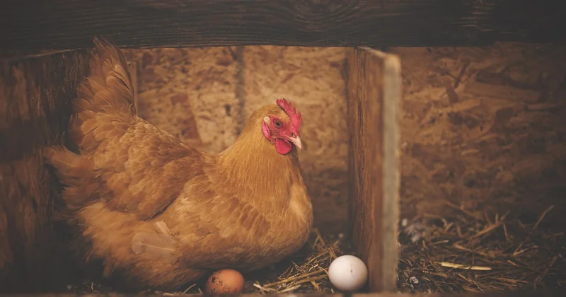 Combien coûte une poule hollandaise, et où en trouver ?