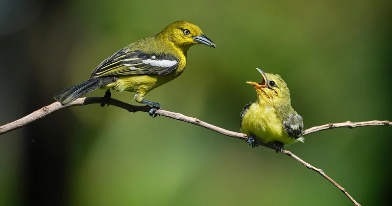 Photo animalière débutant : les erreurs qui coûtent une saison