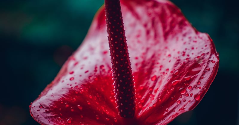 Anthurium rouge : le guide complet pour le garder éclatant toute l’année