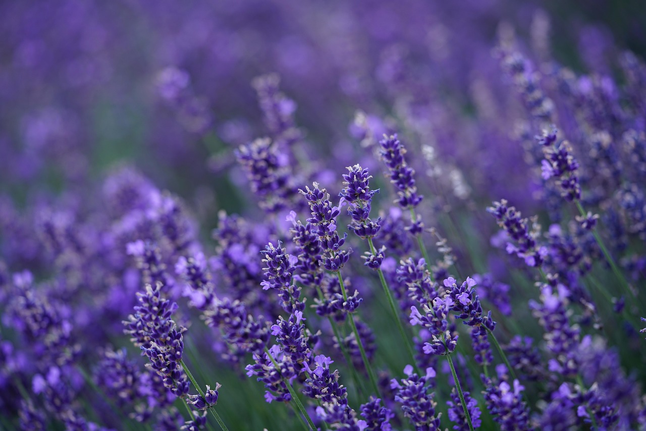 découvrez l'aromathérapie : bienfaits, utilisations et conseils pour apaiser le corps et l'esprit grâce aux huiles essentielles. améliorez votre bien-être naturellement.