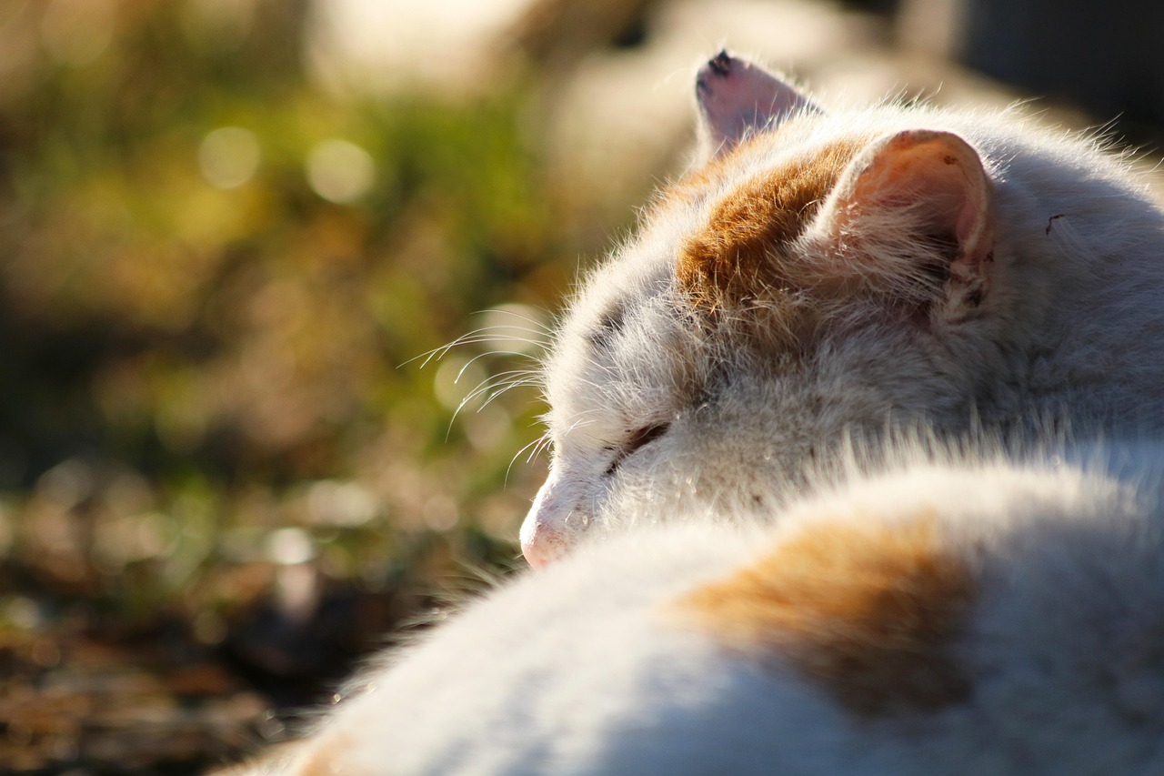 découvrez ce qu'est la fragmentation du sommeil, ses causes, ses conséquences sur la santé et des conseils pour améliorer la qualité de votre sommeil afin de retrouver des nuits réparatrices.