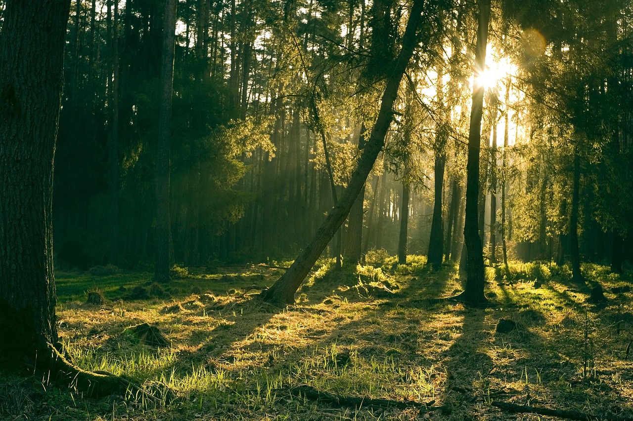 découvrez tout sur le soleil, son importance pour la vie sur terre, ses caractéristiques, son influence sur notre climat et son rôle dans le système solaire. informations, faits surprenants et réponses à vos questions.