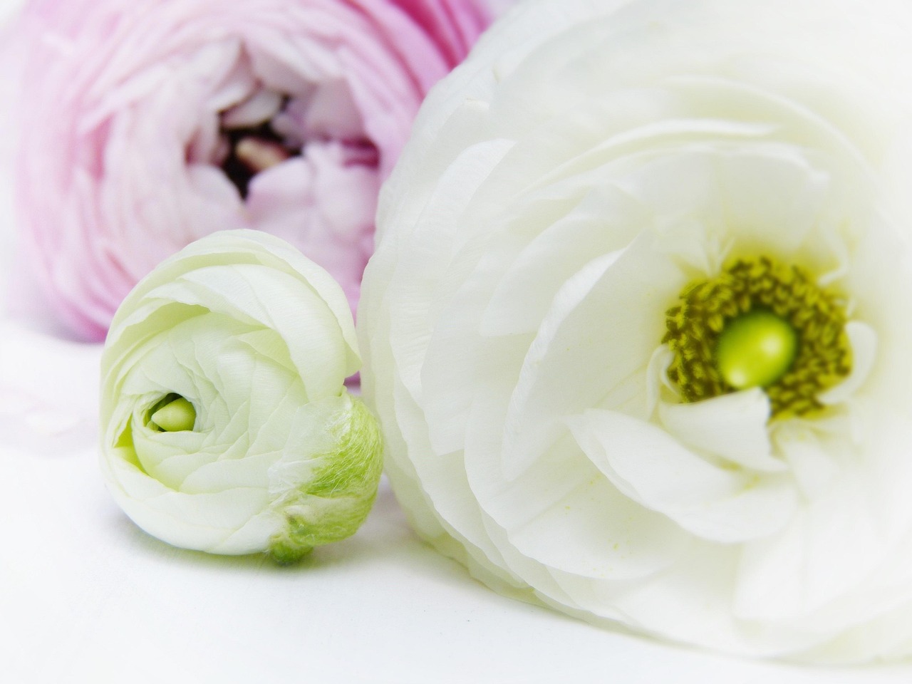 découvrez la phytothérapie : bienfaits, utilisations et conseils sur l’usage des plantes médicinales pour améliorer votre santé naturellement.