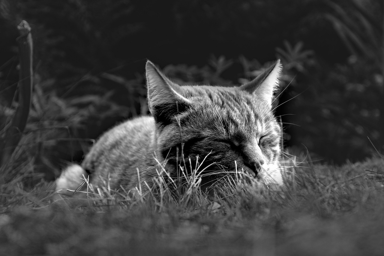 découvrez des conseils efficaces et naturels pour améliorer la qualité de votre sommeil et vous réveiller reposé chaque matin.